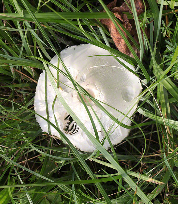 Pilz