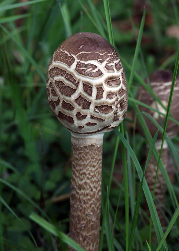 Pilz