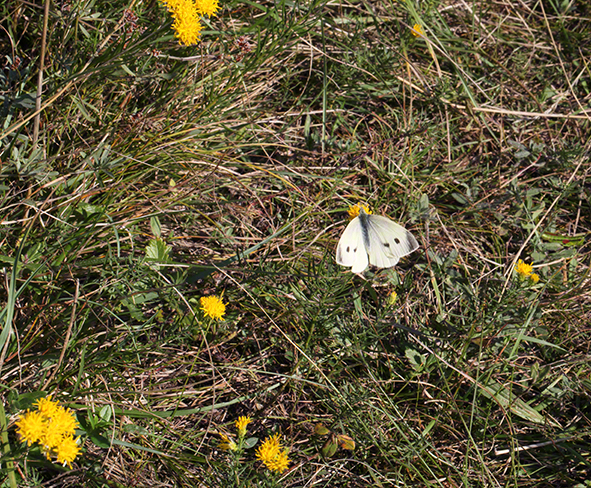 Schmetterling, Weißling