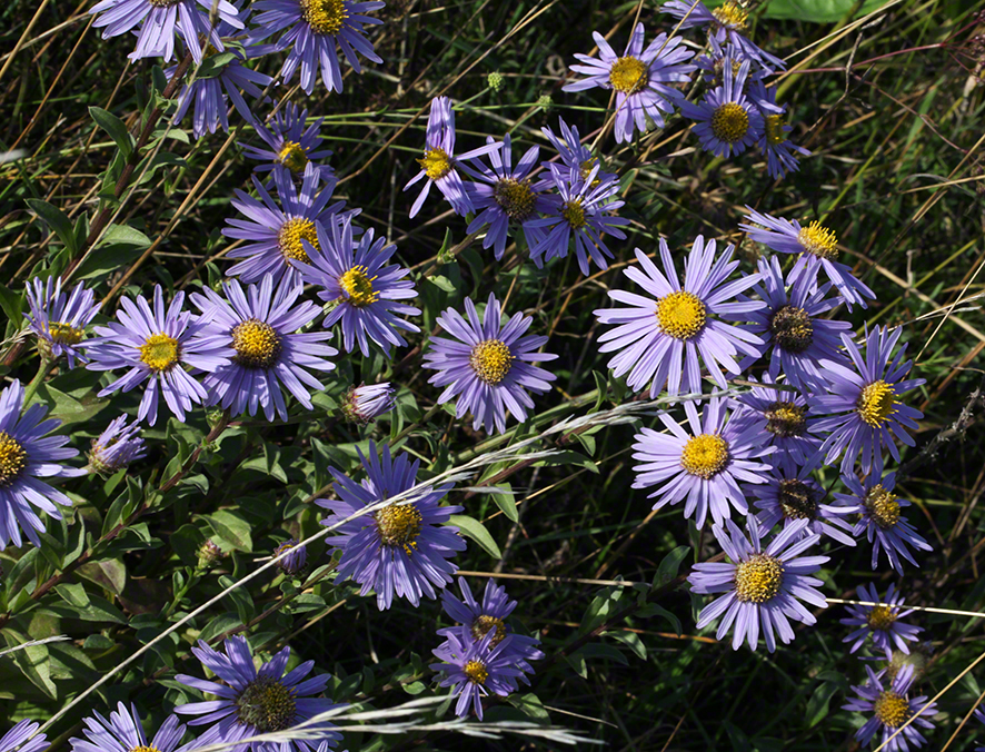 Violette Blumen