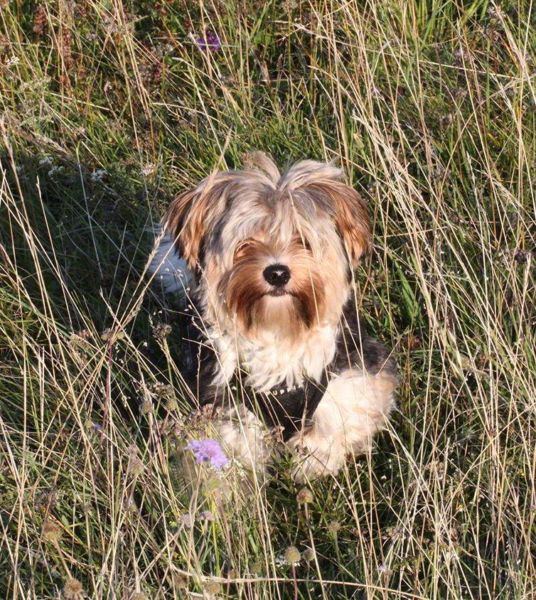 Hund im Gras