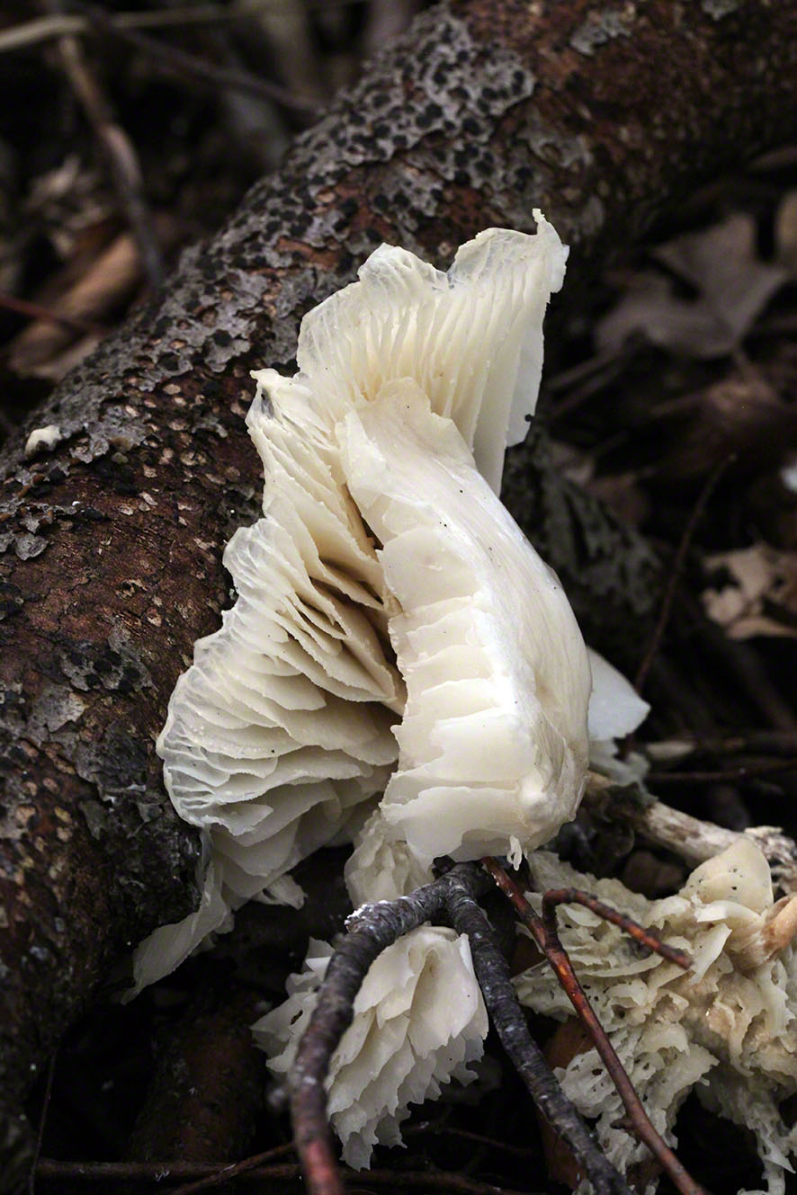 Weißer Pilz, Lamellen