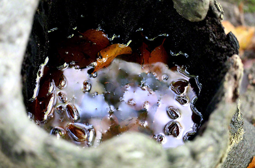 Baummulde mit Regenwasser