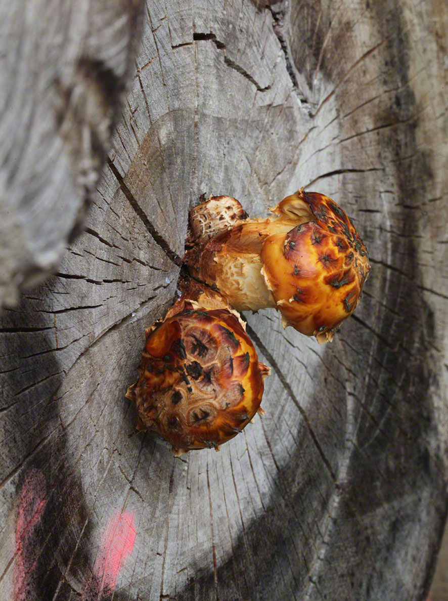 Pilze am Baumstamm
