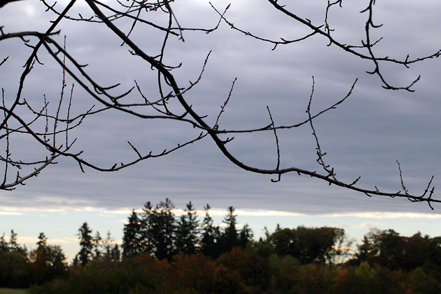 Steinhofgründe, Zweige und Himmel