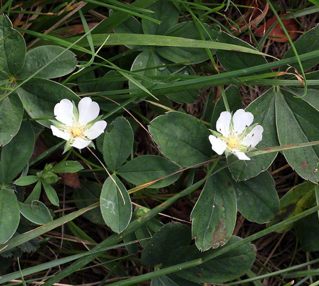 Steinhofgründe, weiße Blume