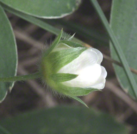 Steinhofgründe, weiße Blume