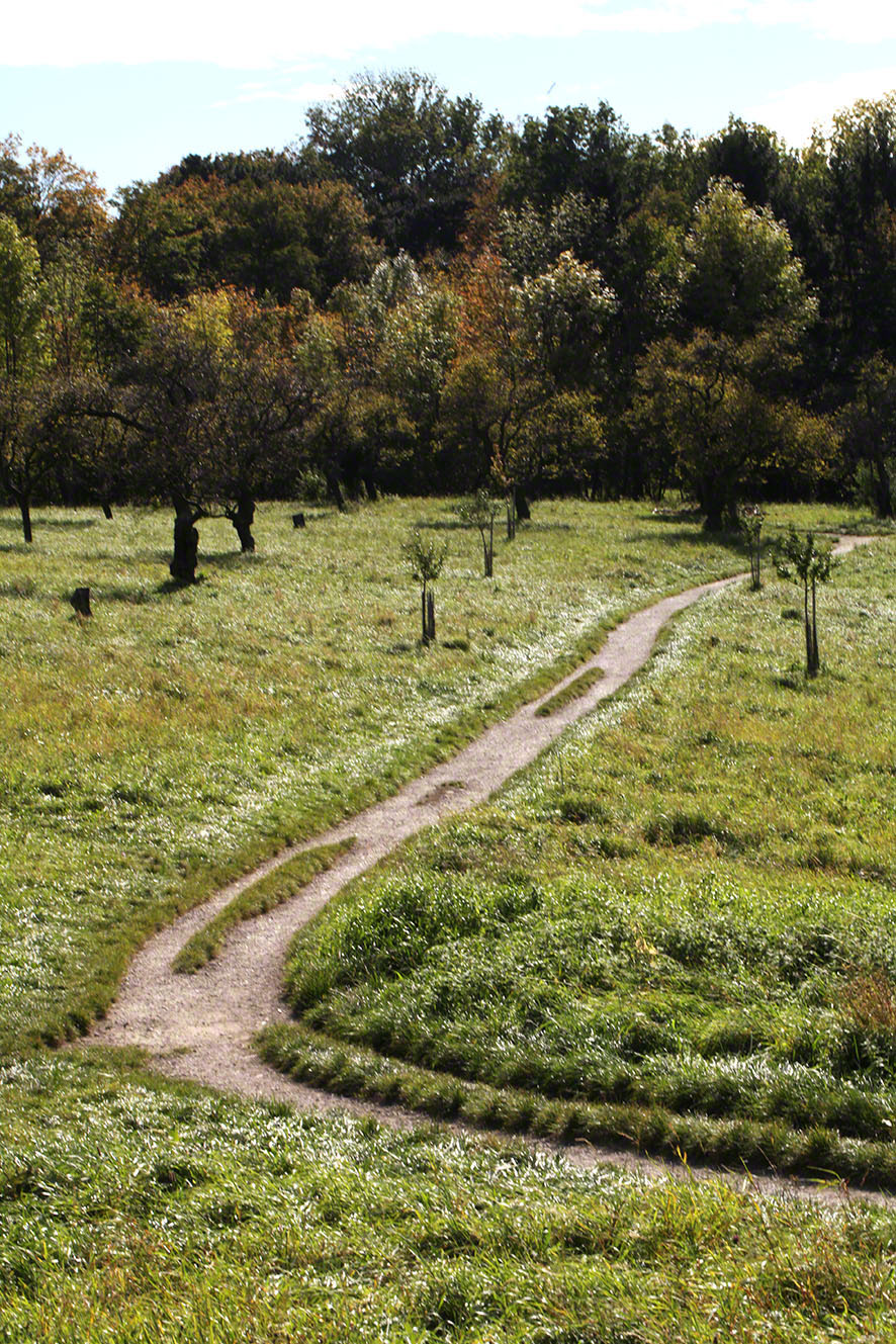 Steinhofgründe, Weg