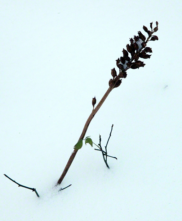 Wienerwald, Gräser im Schnee