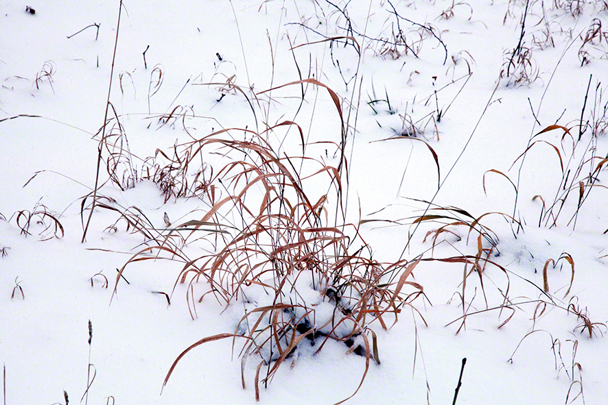 Wienerwald, Gräser im Schnee