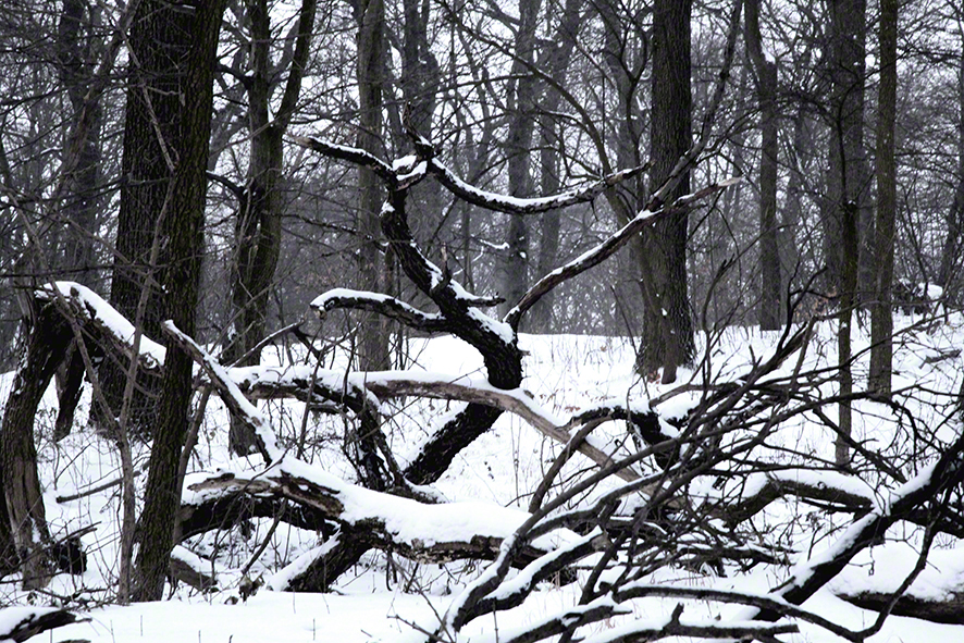 Wienerwald, Bäume im Schnee