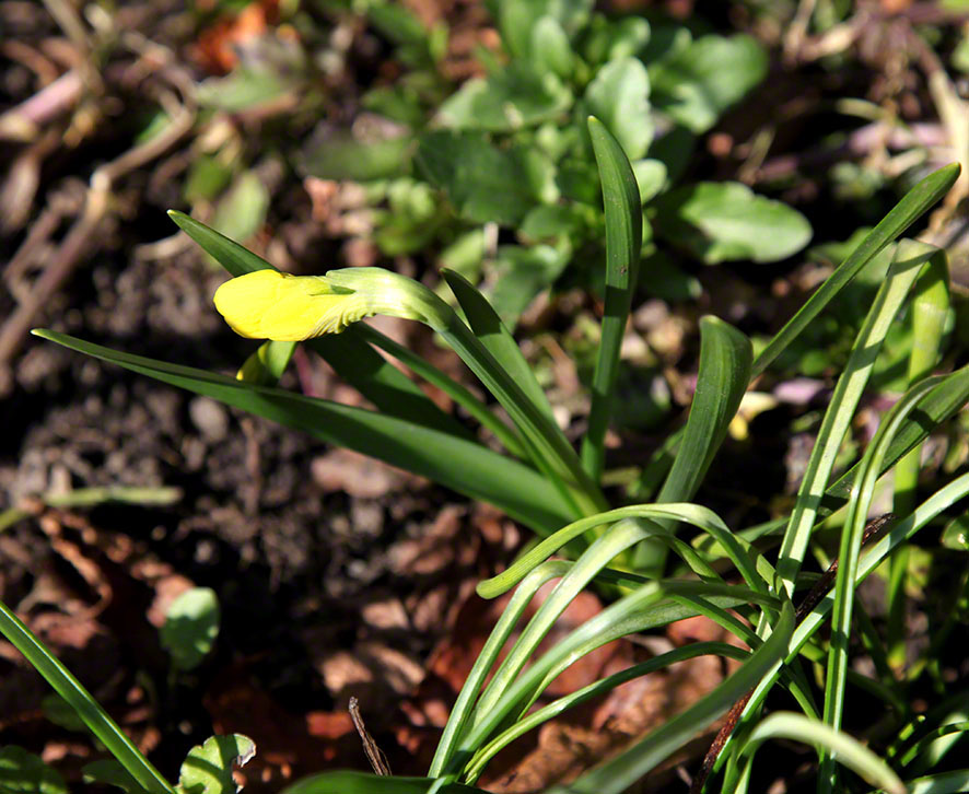 Garten-Zwergnarzisse