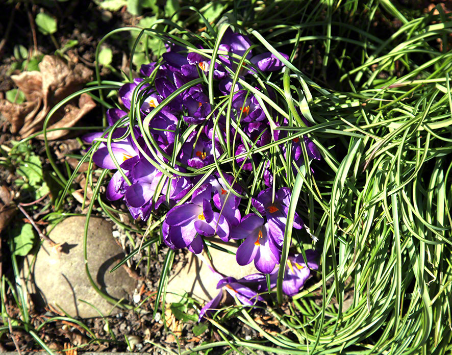 Garten - Krokusse
