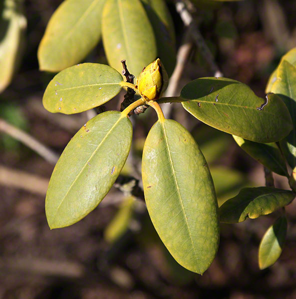 Garten-Rhododendron