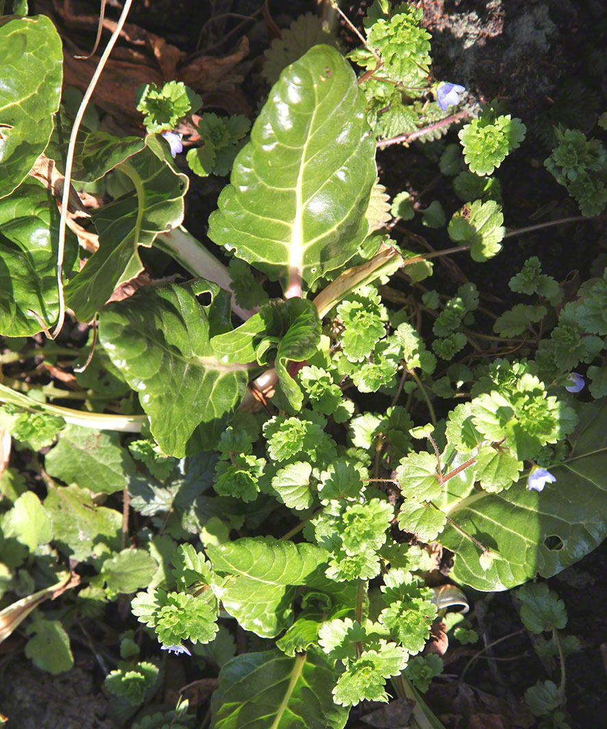 Garten - Mangold und Ehrenpreis