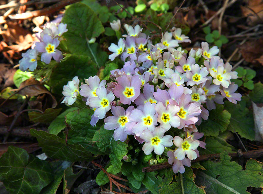 Garten - lila Primeln