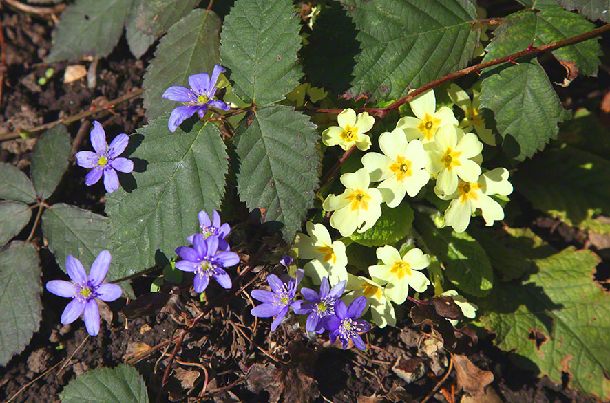 Garten - Leberblümchen und gelbe Primeln