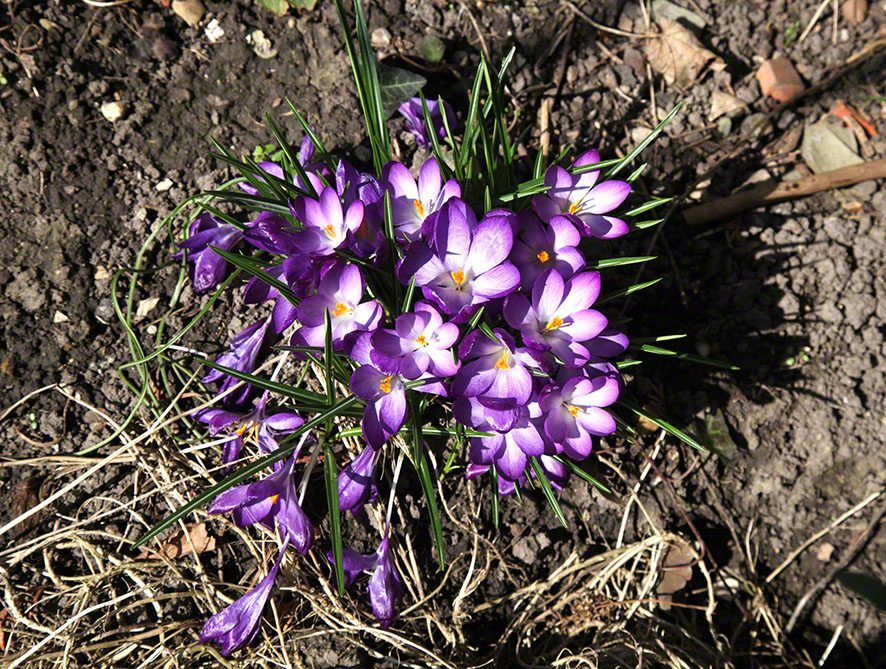 Garten - Krokusse