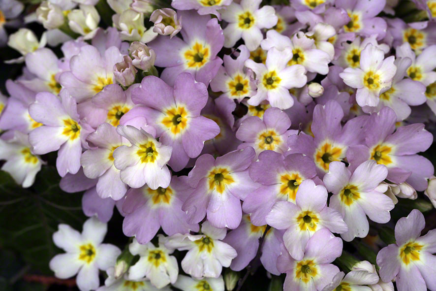 Garten - Primelblüten