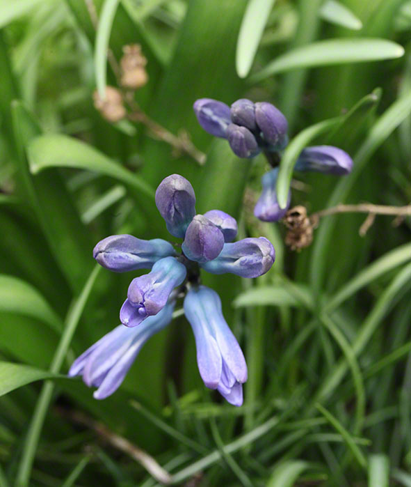 Garten - blaue Hyazinthe