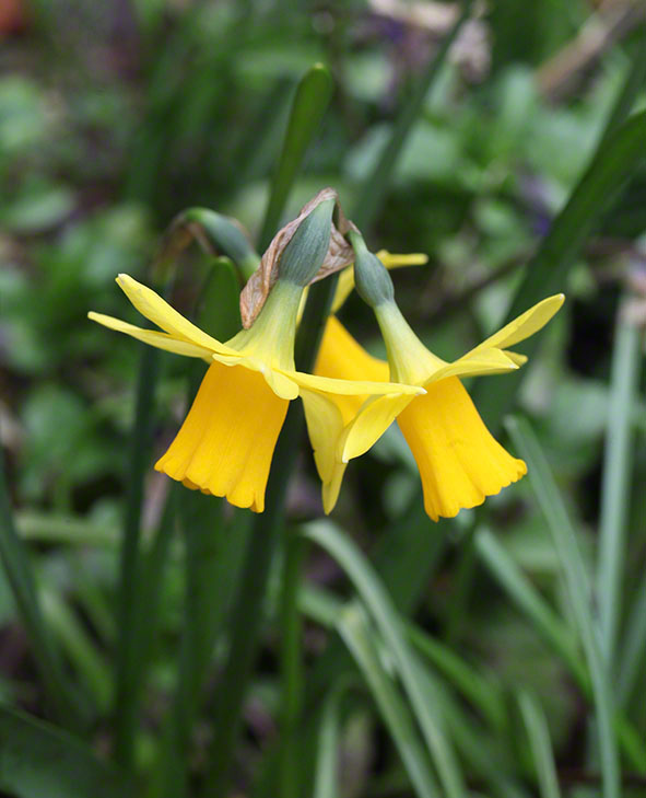 Garten-Zwergnarzisse