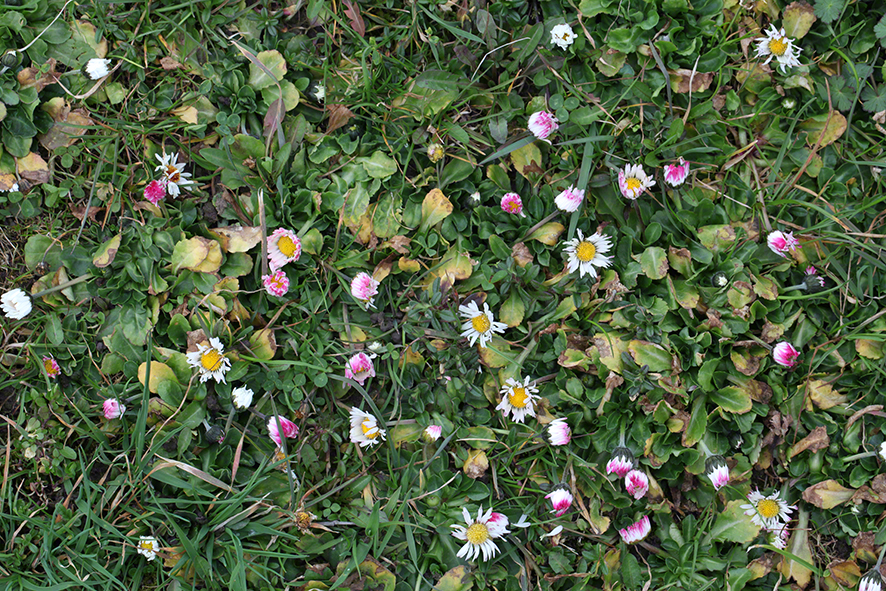 Gänseblümchen (bellis perennis)