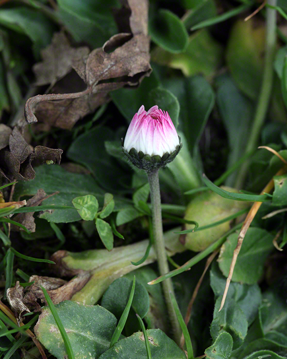 Gänseblümchen (bellis perennis)
