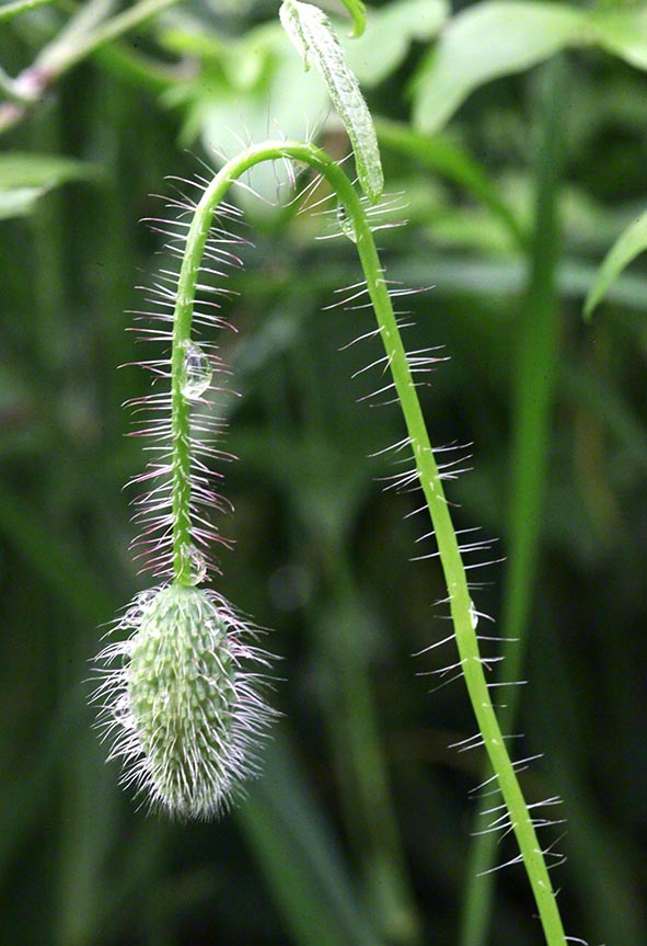 Klatschmohn Knospe