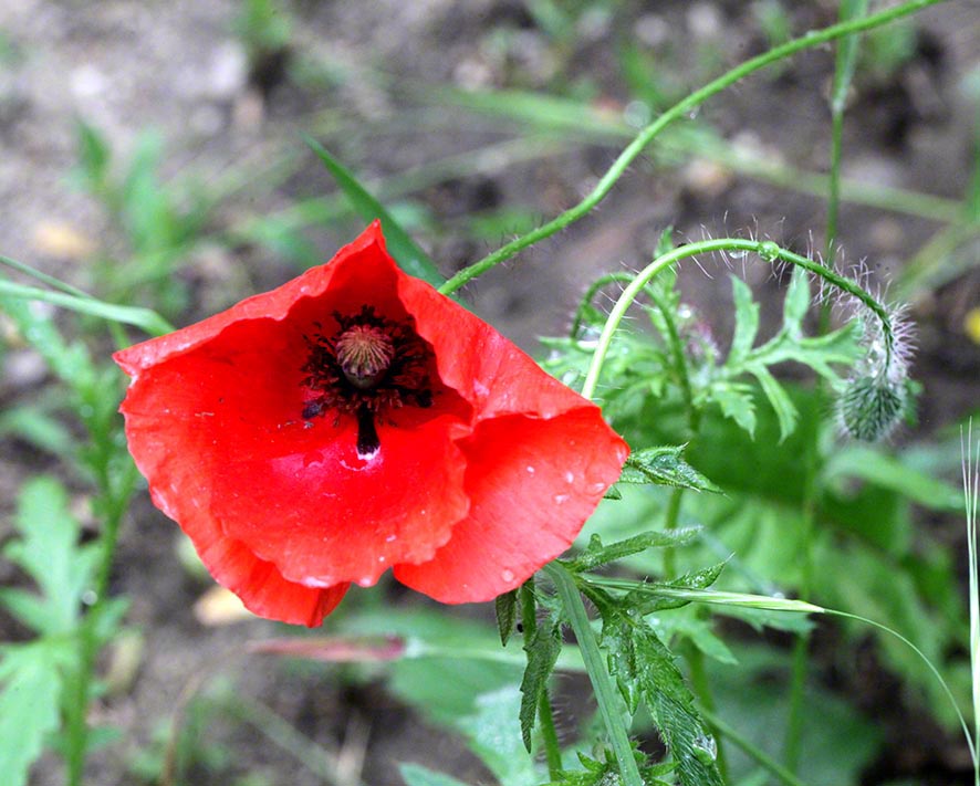 Klatschmohn Blüte und Knospe