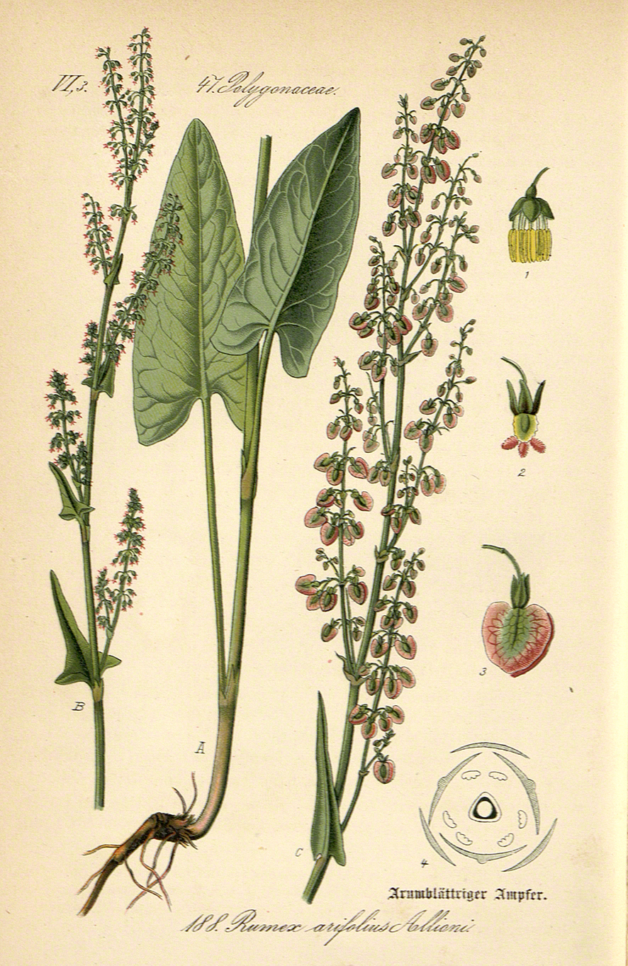 Sauerampfer