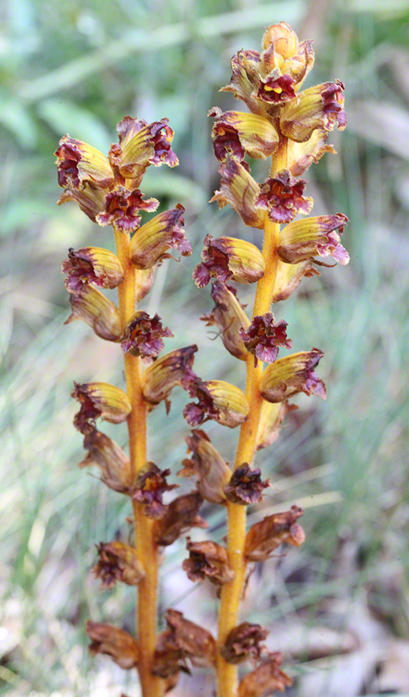Sommerwurz - Orobanche