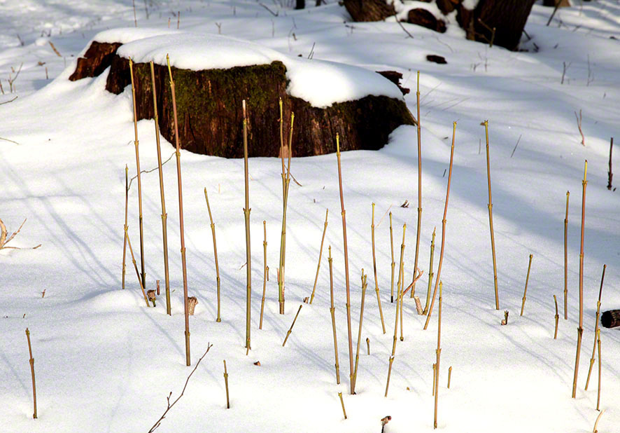 Baumstumpf im Schnee