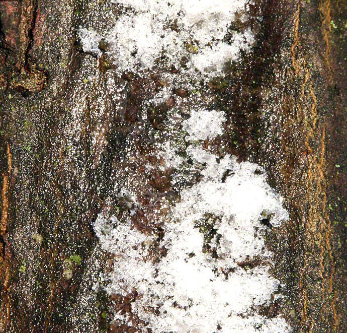 Schneeschmelze am Baum