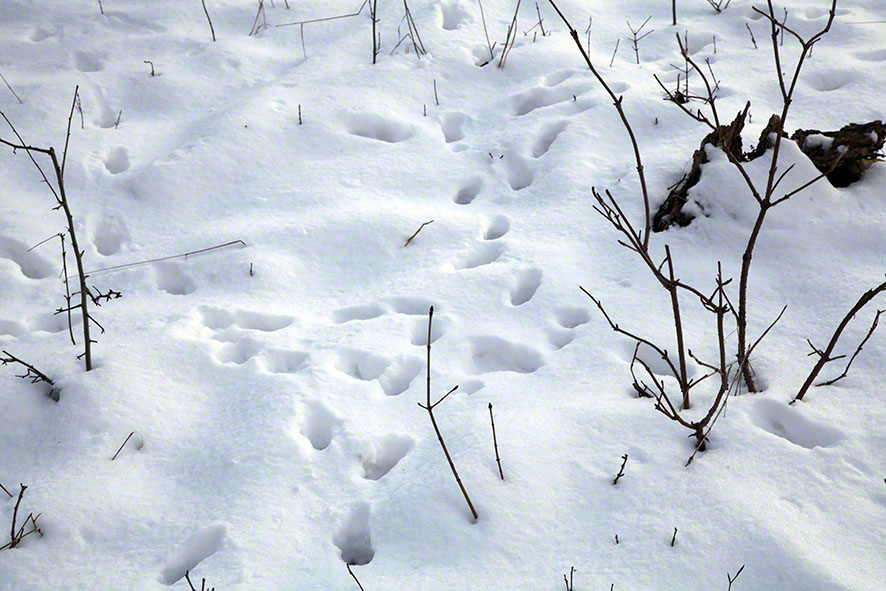 Wienerwald, Spuren im Schnee