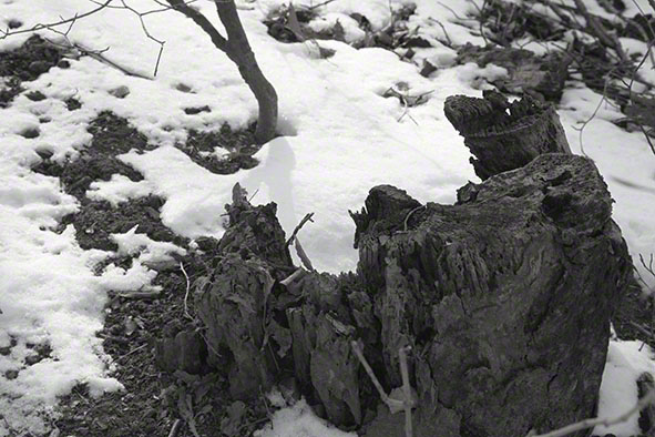 Wienerwald - Baumstumpf im Schnee