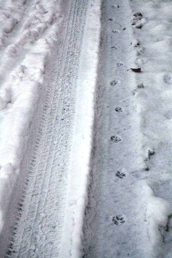 Wienerwald - Spuren im Schnee