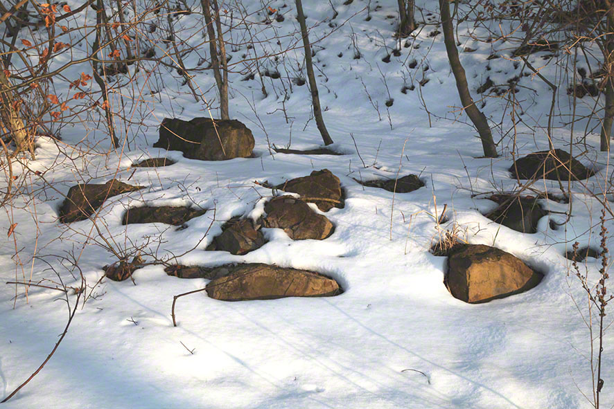 Wienerwald - Baumstümpfe im Schnee