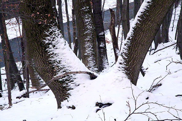 Wienerwald - Baumtrio