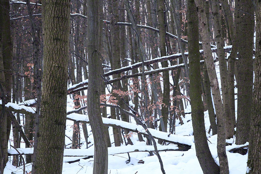 Wienerwald - Baumstämme