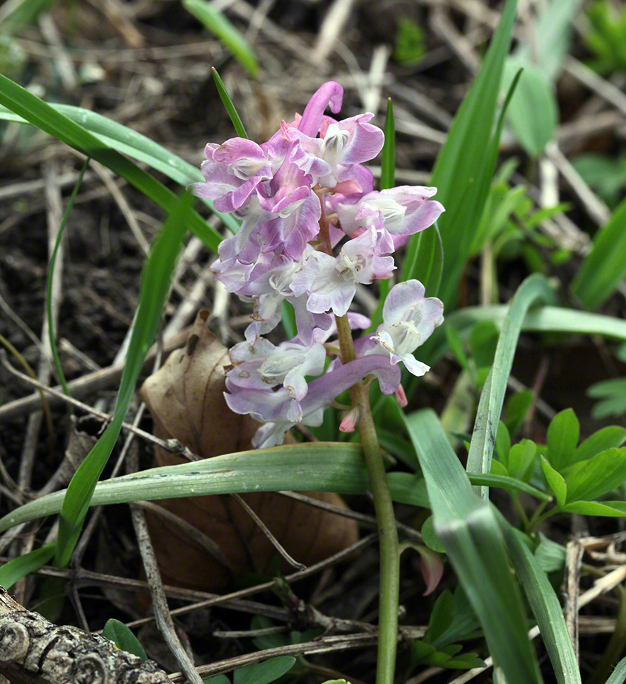 Rohrerwiese-Lerchensporn