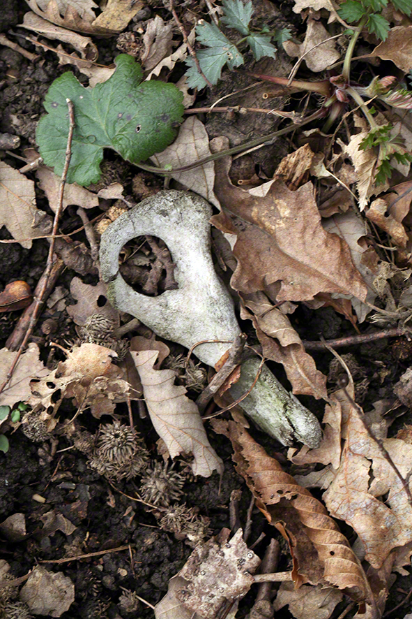 Rohrerwiese, im Wald - Tierknochen