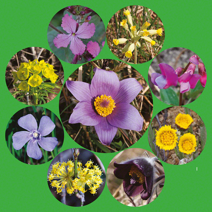 Frühiingsblumenkranz