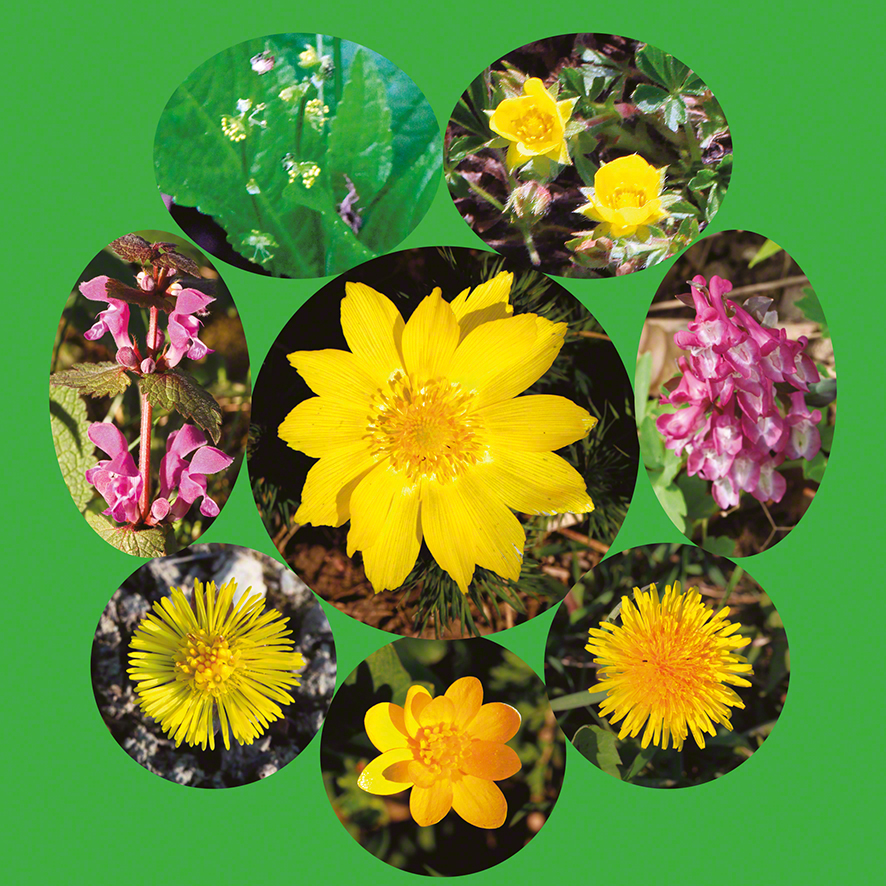Frühlingsblumenkranz