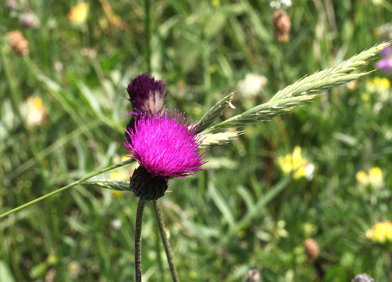 Perchtoldsdorf - Violette Blume