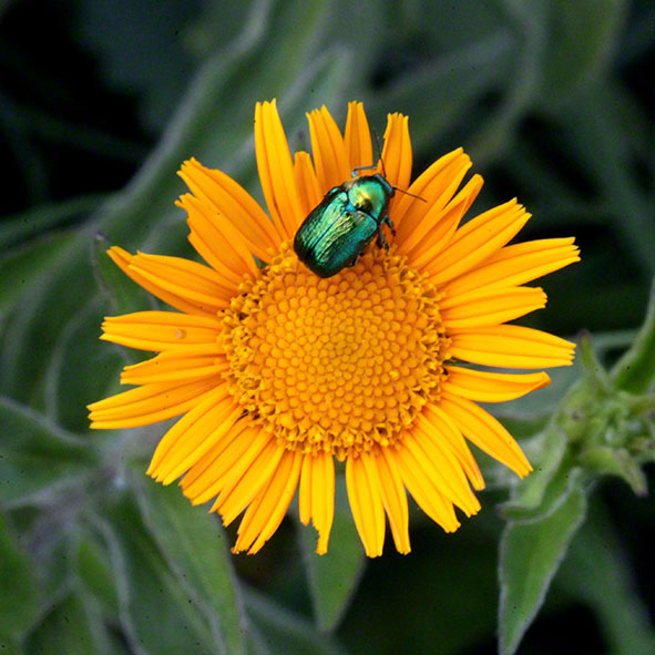 Perchtoldsdorf - gelbe Blume mit Käfer