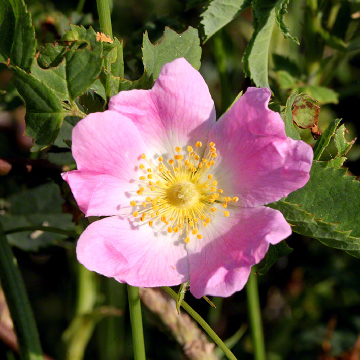 Perchtoldsdorf - Heckenrose