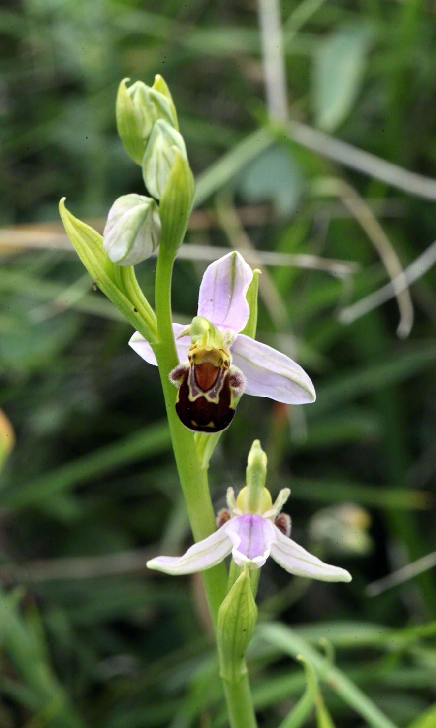 Perchtoldsdorf - Bienen-Ragwurz