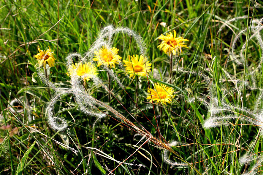 Perchtoldsdorf - Gelbe Blüten und Federgras