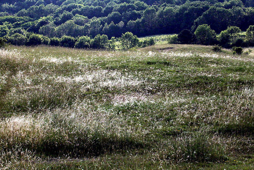 Perchtoldsdorf - Heide mit Federgras