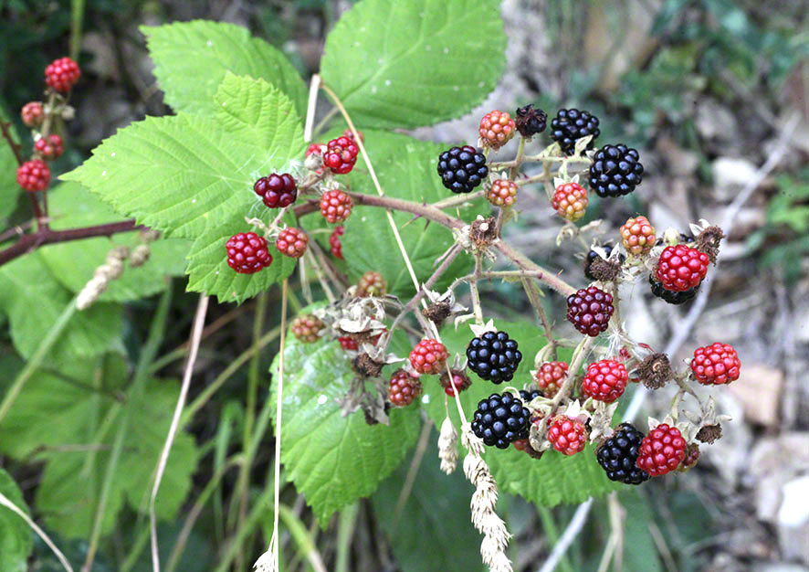 Wienerwald - Brombeeren